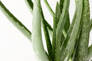 Aloe (nicht so) gewöhnlich 