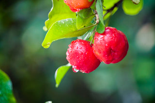 Acerola – die Kraft von Vitamin C und die Kraft der Immunität 