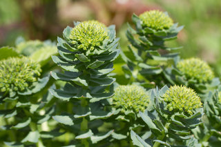 Rhodiola rosea – ein natürliches Antidepressivum 