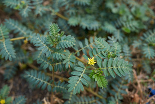 Tribulus Terrestris für Libido, Depression, Nieren und Zahnfleisch 